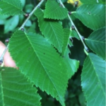 leaves